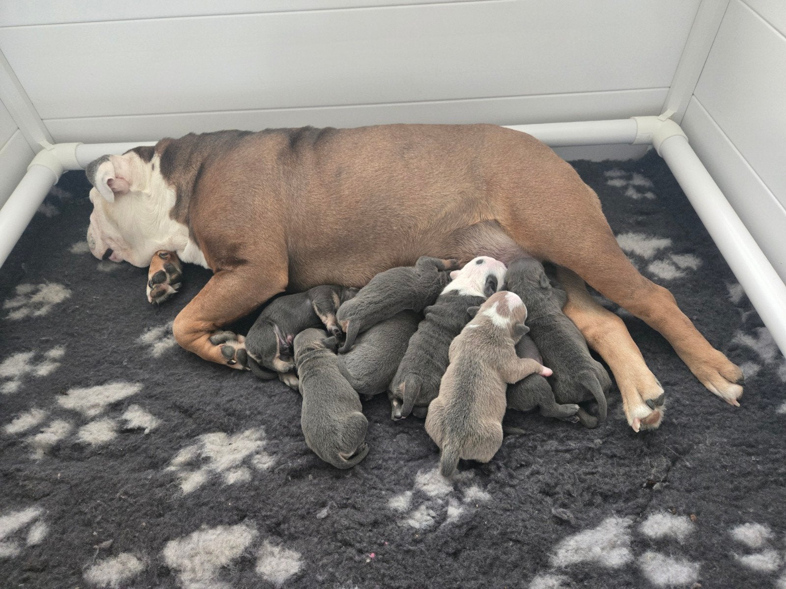 Old english bulldog pups, Dieren en Toebehoren, Honden | Bulldogs, Pinschers en Molossers, 8 tot 15 weken, Bulldog, Meerdere, Meerdere dieren