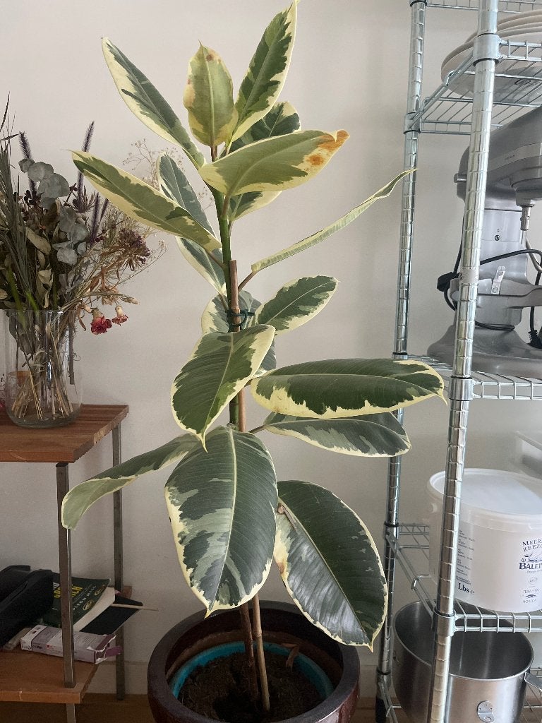 Variegated Rubber Tree/ Ficus elastica tineke, Huis en Inrichting, Kamerplanten, Ophalen, Ficus, Halfschaduw, Minder dan 100 cm