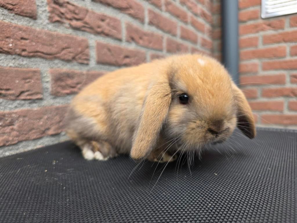 Knappe konijntjes te koop, Dieren en Toebehoren, Konijnen, Klein, Meerdere dieren, 0 tot 2 jaar, Hangoor