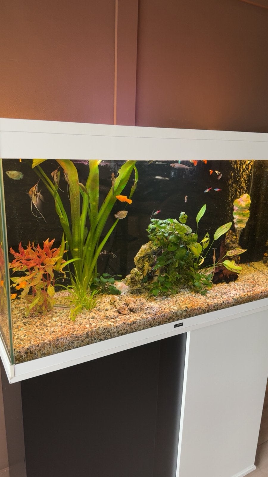 Aquarium met toebehoren, Ophalen, Inclusief toebehoren, Gebruikt, Leeg aquarium