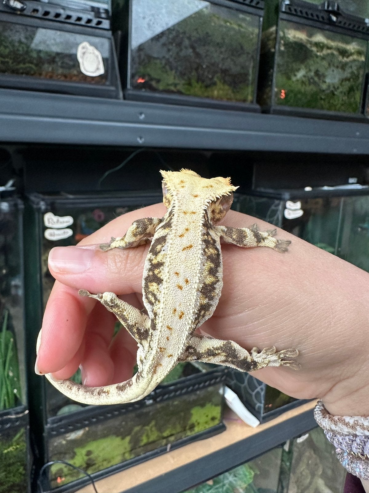 Wimpergekko man lilywhite Crested Gecko - male for sale from L.A.90