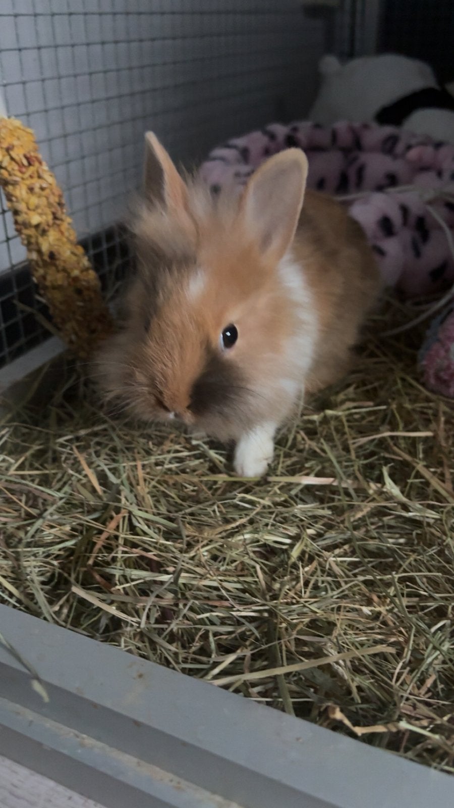 Konijn bruin wit zwart, Dieren en Toebehoren, Konijnen, Vrouwelijk