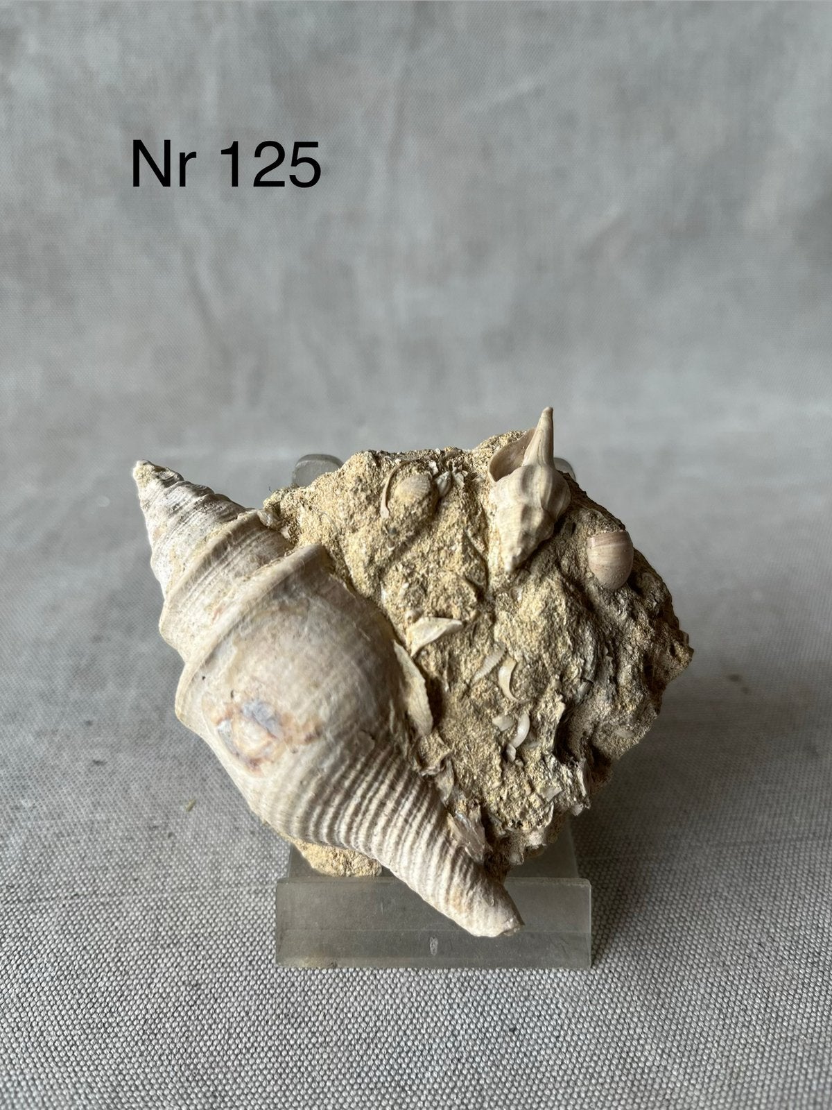Mooie fossielen schelp op MATRIX, Frankrijk, Verzamelen, Ophalen, Fossiel