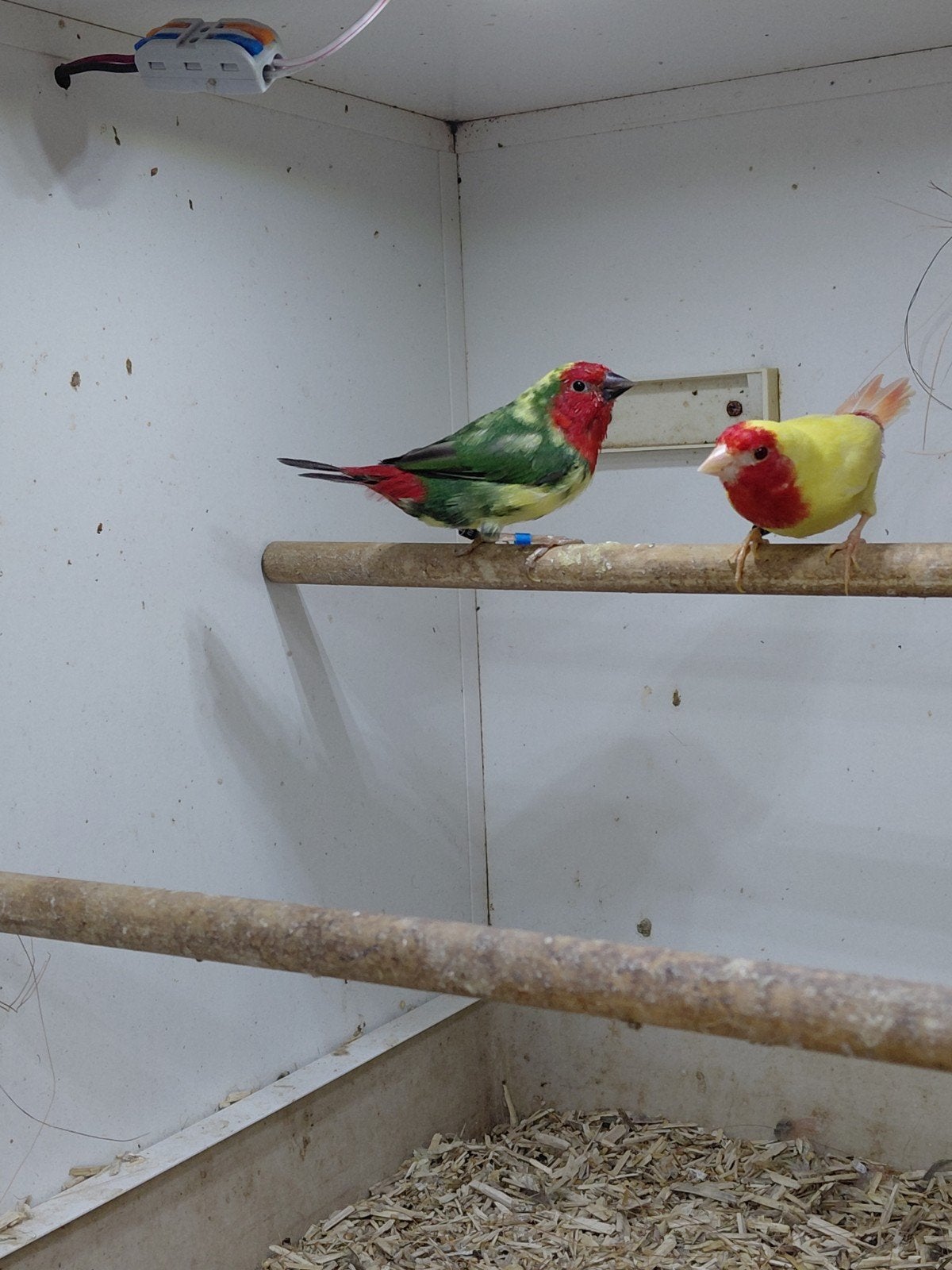 Koppels Bonte, aqua, lutino roodkop papagaaiamadines, Dieren en Toebehoren, Meerdere dieren