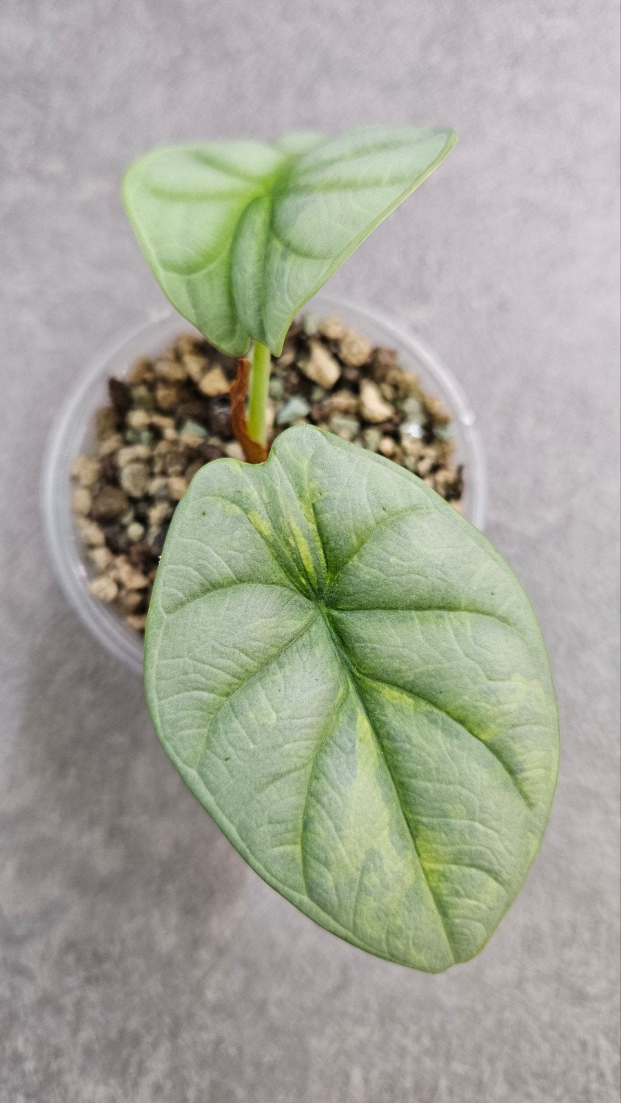 Alocasia Silver Dragon, Ophalen of Verzenden, Halfschaduw, Minder dan 100 cm