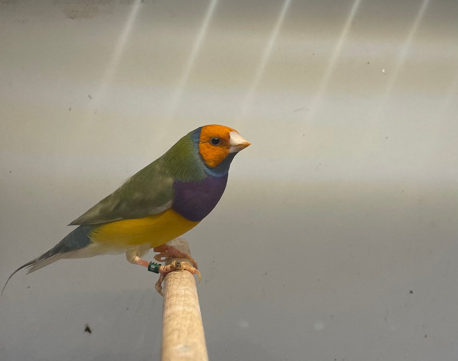 Gouldamadines mannen, Meerdere dieren