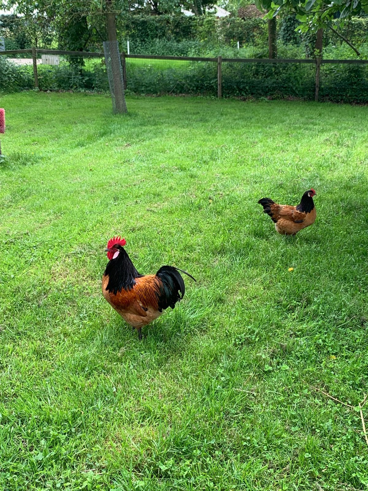 Vorwerk haan en hen, Dieren en Toebehoren, Pluimvee, Meerdere dieren, Kip