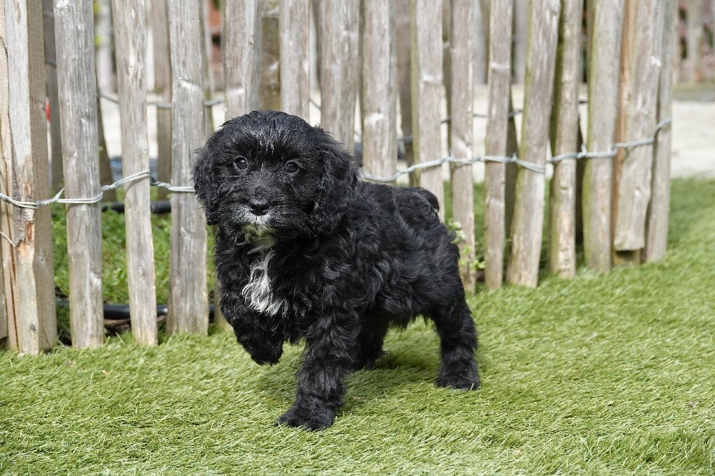 Prachtige Zwarte Cockapoo pups, Parvo, België, 8 tot 15 weken, Meerdere