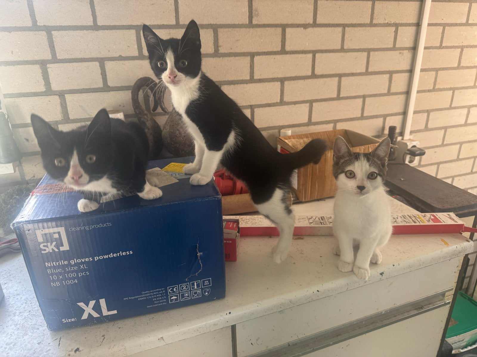 Drie boerderij kittens, Dieren en Toebehoren, Meerdere dieren