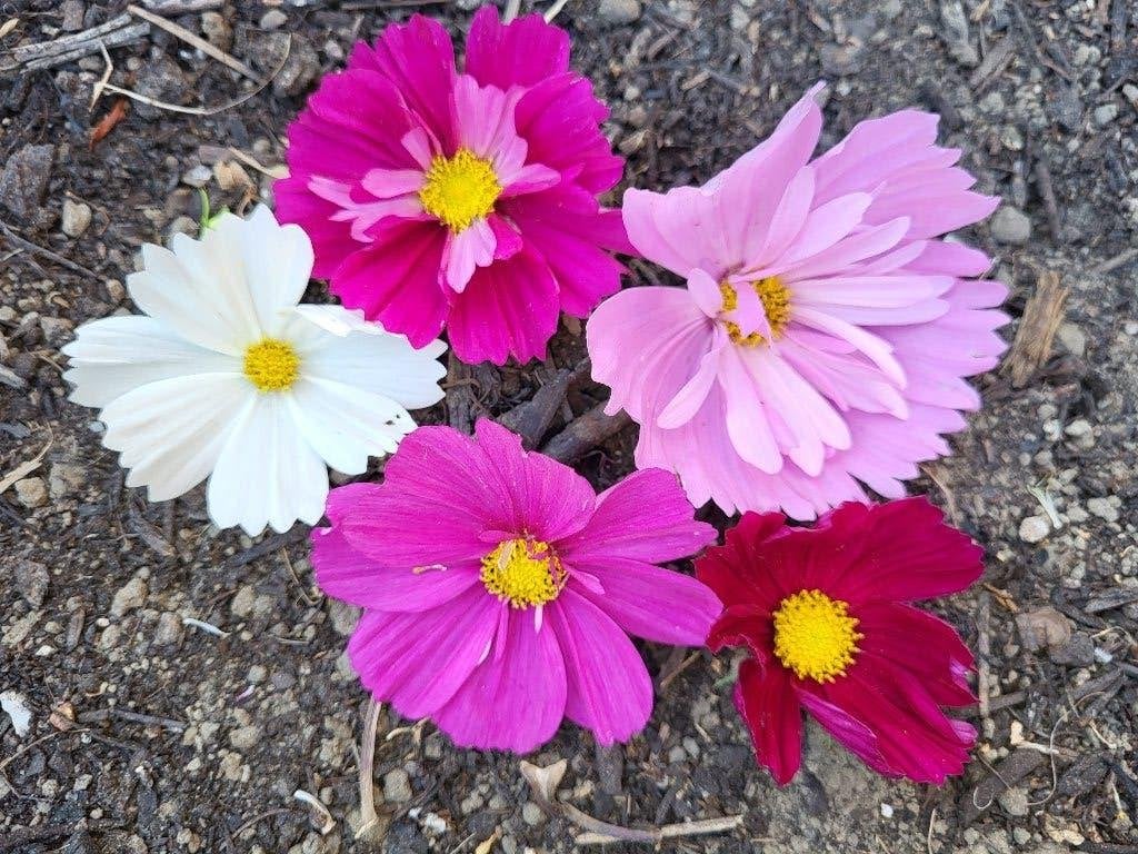 Zaden Cosmos gemengd, Tuin en Terras, Verzenden, Volle zon