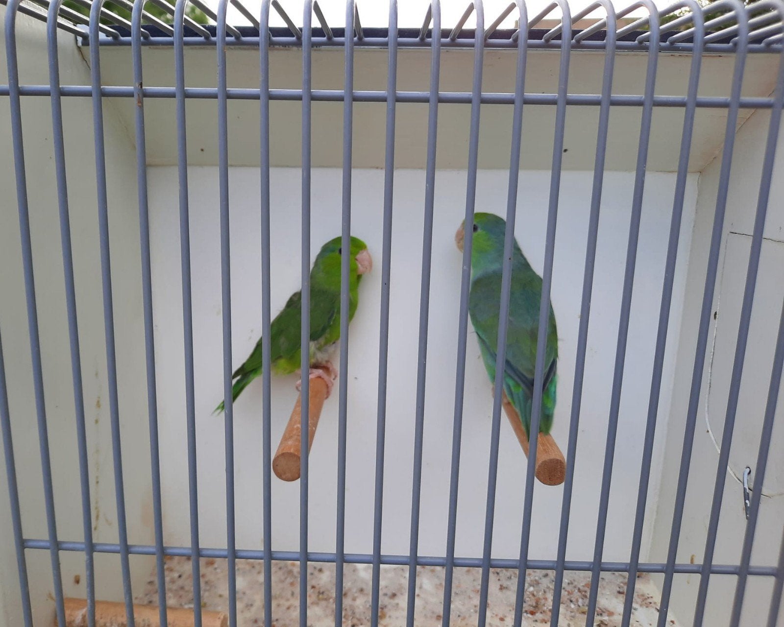2 leuke forpus papagaaitjes, Mannelijk, Dwergpapegaai of Agapornis