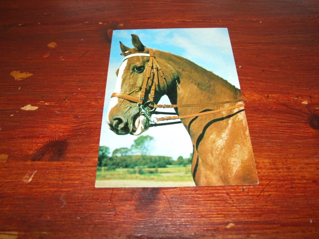 A205- Ansichtkaart met mooi paard, Verzenden, 1960 tot 1980, Gelopen, Paard