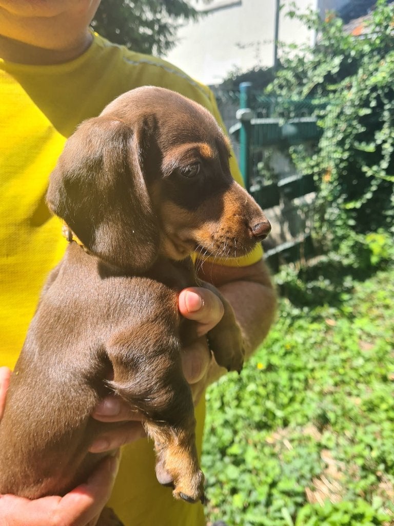 dwergteckel reutjes 10 weken, Dieren en Toebehoren, Parvo, Reu, 8 tot 15 weken, Korthaar