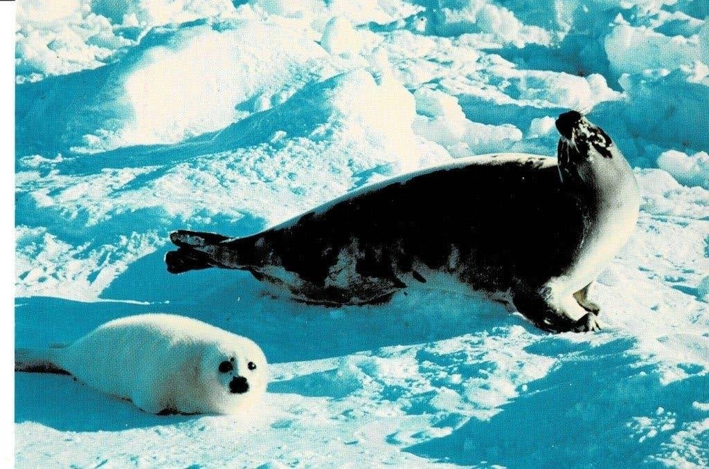 Zeehond met Jong, Verzamelen, Ophalen of Verzenden, Gelopen, Overige soorten