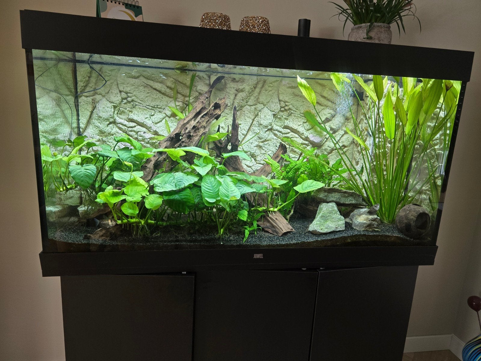 Juwel Rio 350 LED Aquarium Compleet – Inclusief HeliaLux ver, Ophalen, Zo goed als nieuw