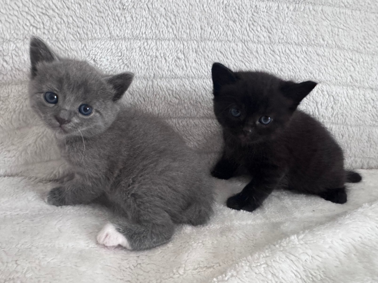 Grijze Kittens Grey Babycat 3x🩶 2x🖤, Poes, Ontwormd