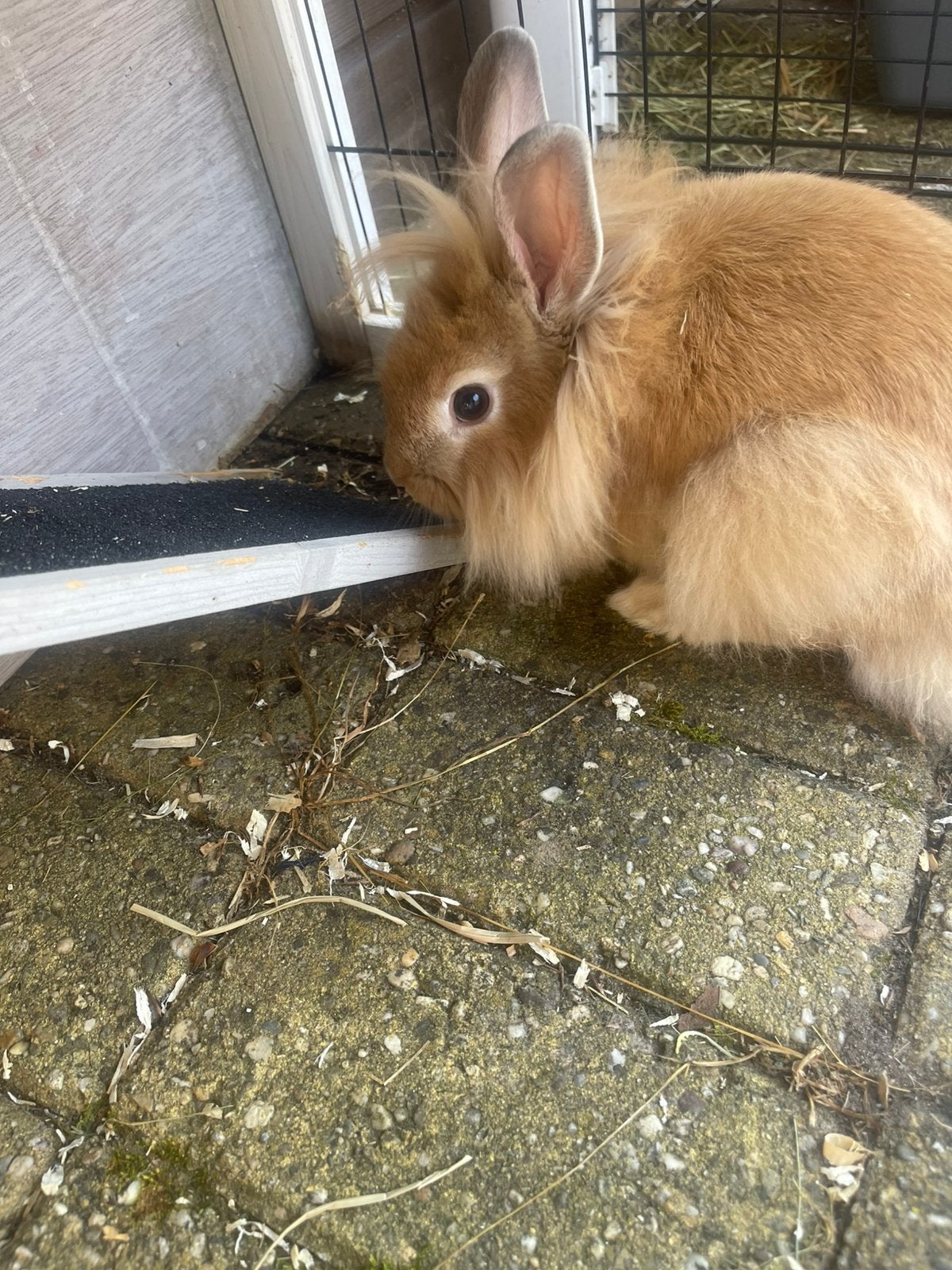 Ik verkoop hier bij mij konijn., Dieren en Toebehoren, Konijnen, Klein, Mannelijk, 0 tot 2 jaar