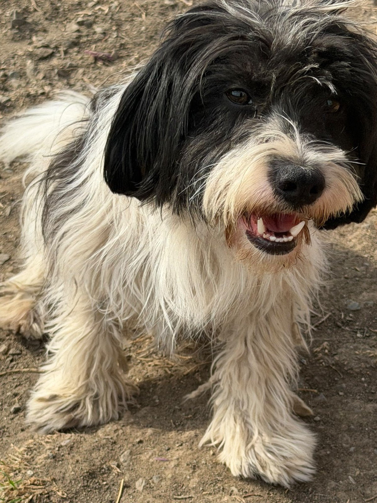 Samson zoekt baasje, Particulier, Reu, Buitenland, Eén hond