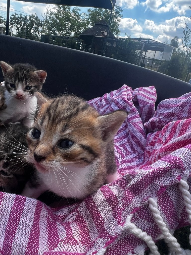 Jonge kittens, Meerdere dieren, 0 tot 2 jaar