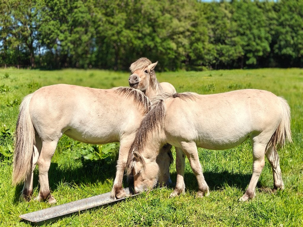 Enter fjorden merrie, Dieren en Toebehoren, Pony's, Merrie, D pony (1.37m tot 1.48m), Met stamboom, 3 tot 6 jaar