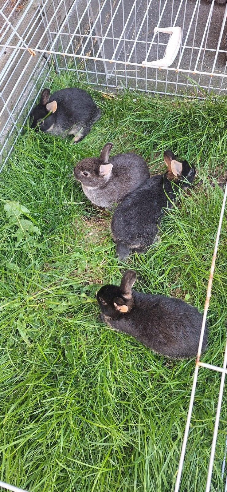 4 mooie jonge dwerg konijntjes, Dieren en Toebehoren, Meerdere dieren, Dwerg