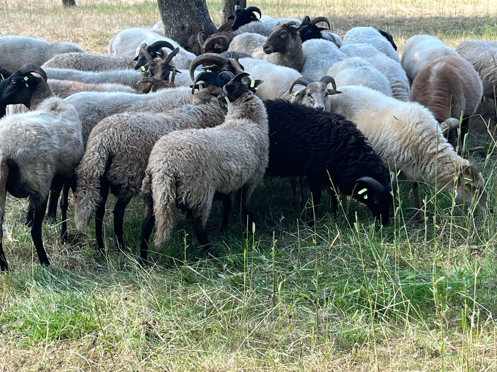 6 ram lammeren drenrs heide schaap, Vrouwelijk, Schaap