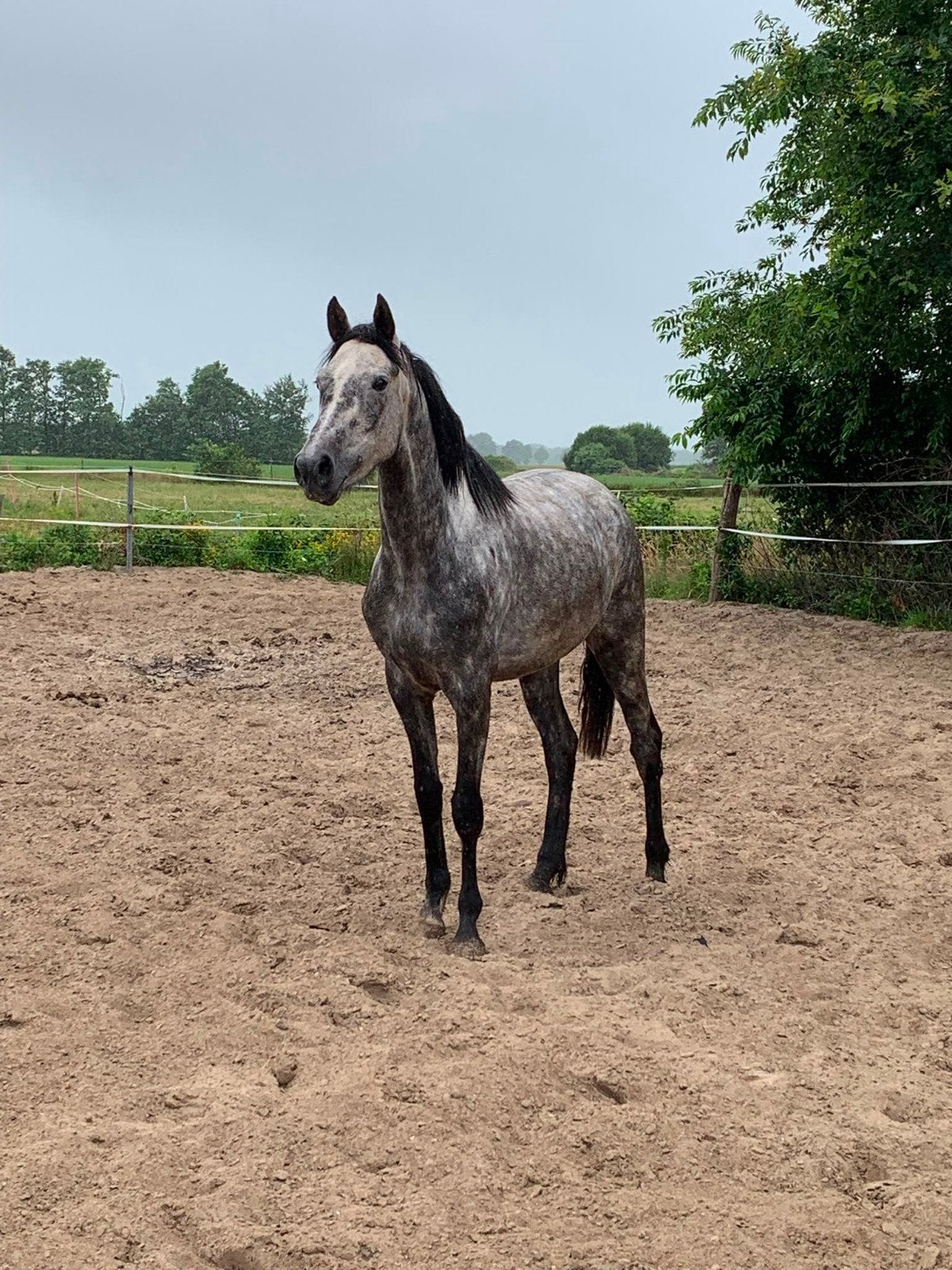 4 jarige schimmel merrie., Merrie, Springpaard, Met stamboom, 3 tot 6 jaar