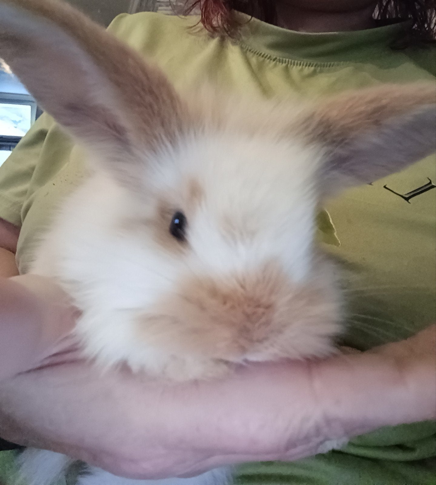 Baby konijntjes, Meerdere dieren, Hangoor