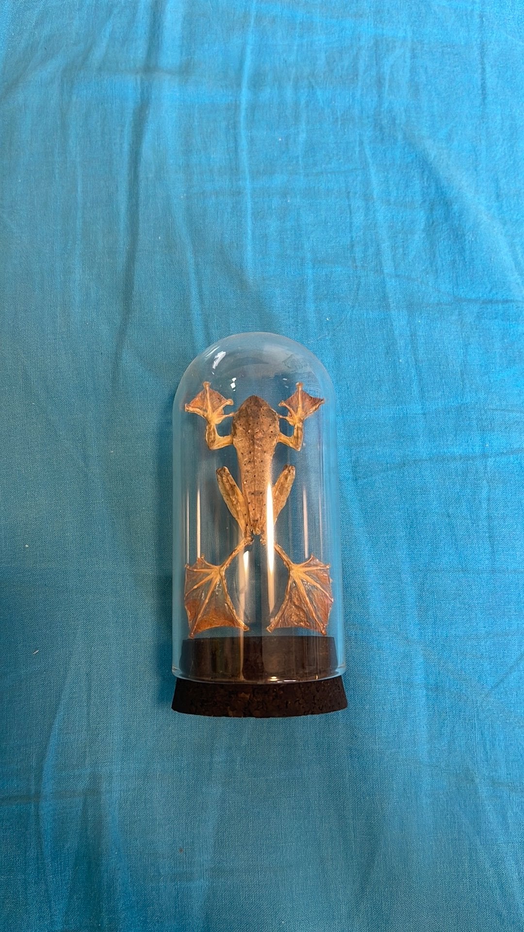 Opgezette vliegende boomkikker, Verzamelen, Ophalen of Verzenden, Reptiel of Amfibie, Opgezet dier