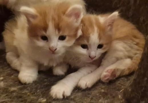Noorse Boskat kittens zoeken personeel, Dieren en Toebehoren, Katten en Kittens | Raskatten | Langhaar, Kater, Ontwormd, 0 tot 2 jaar