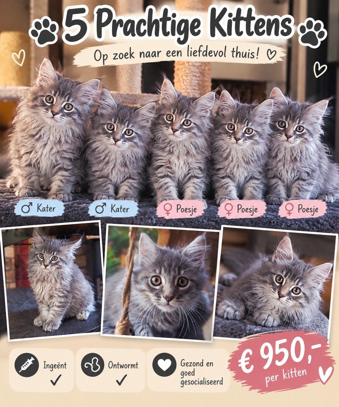 Prachtige Main coon kittens – 2 katers & 3 poesjes 

Bes, Dieren en Toebehoren, Meerdere dieren, Ontwormd