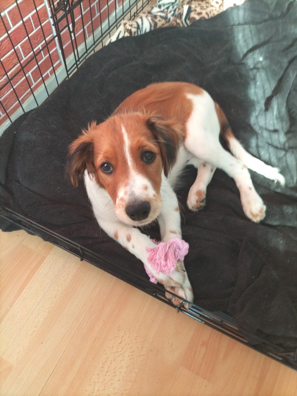 Kooiker pup, Eén hond, Nederland, Particulier, Reu