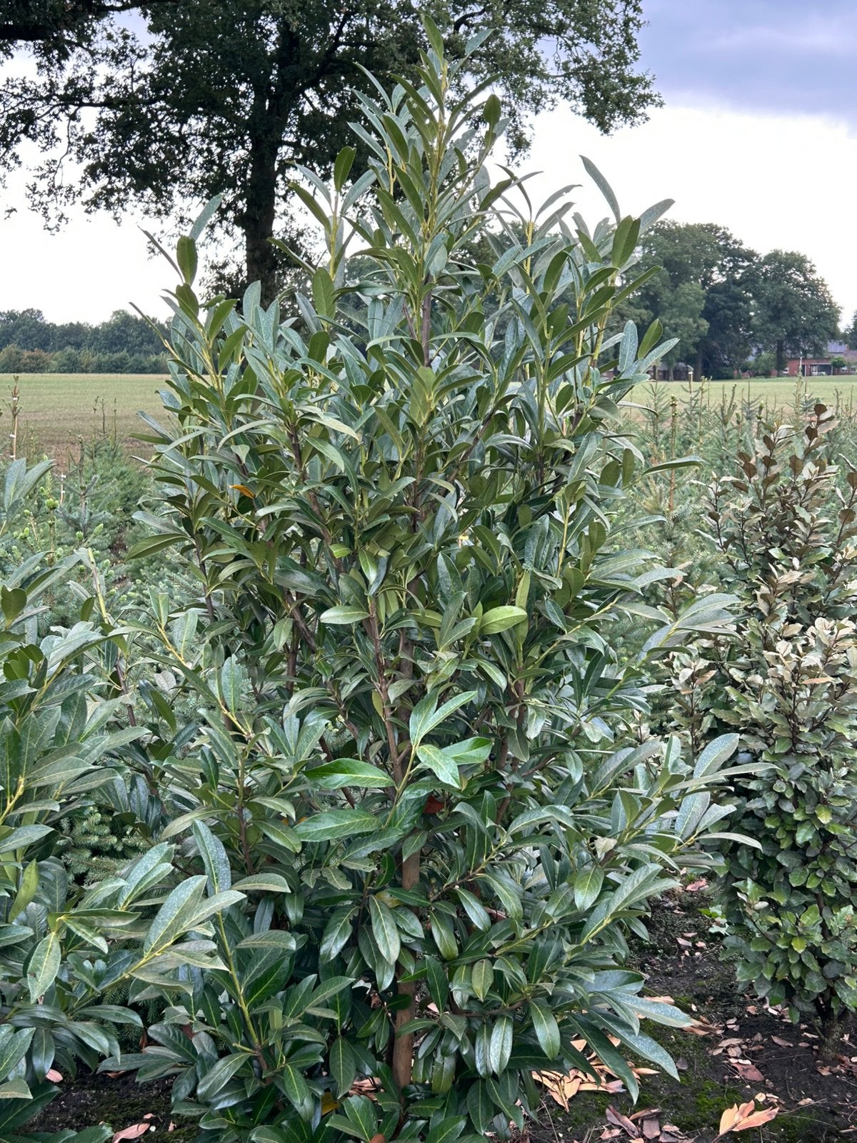 Laurier struiken te koop, Prinus law. Caucasica,, Ophalen, Laurier, 100 tot 250 cm