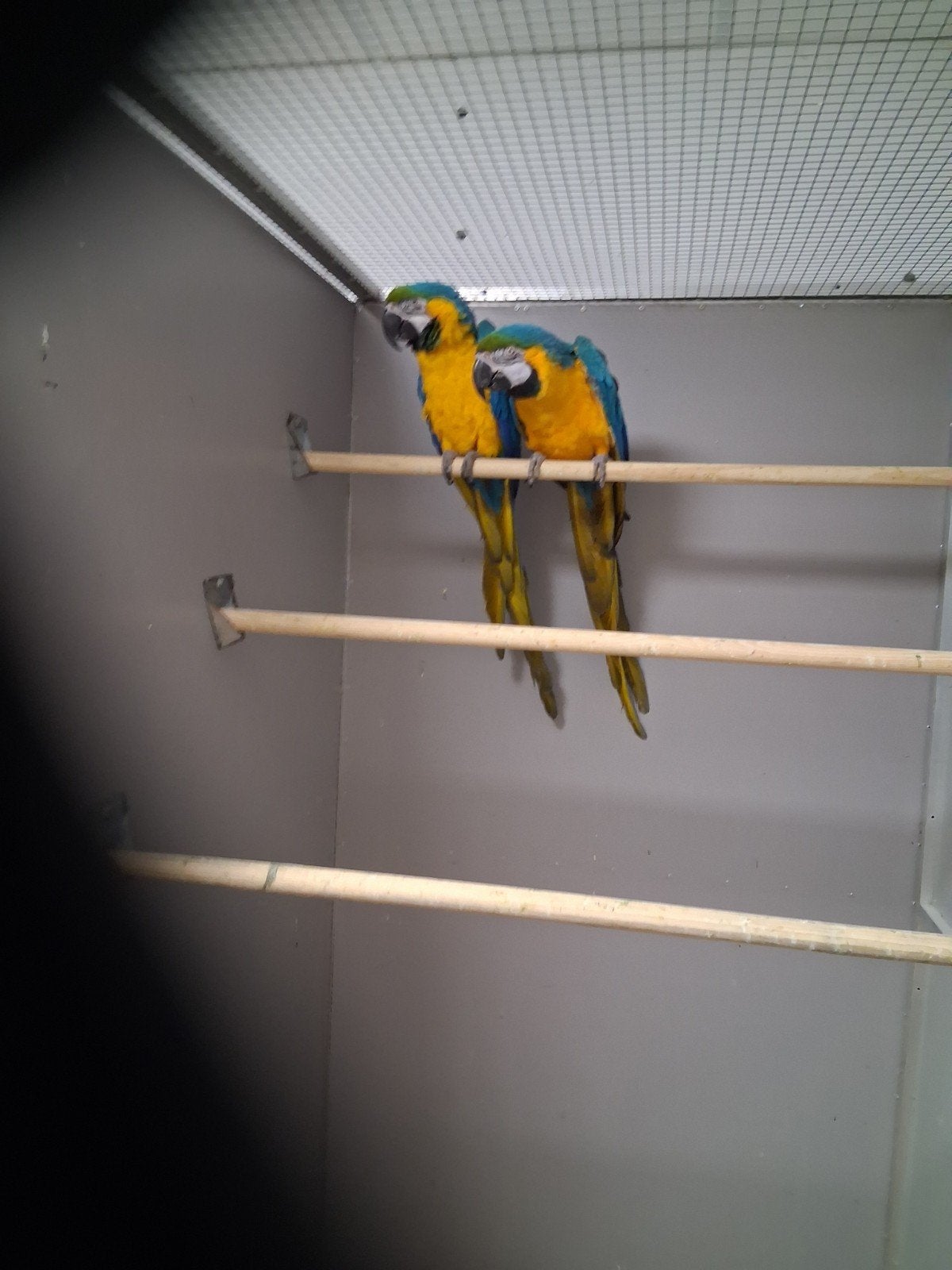 Kweek koppel blauw gele ara's, Meerdere dieren, Papegaai, Geringd