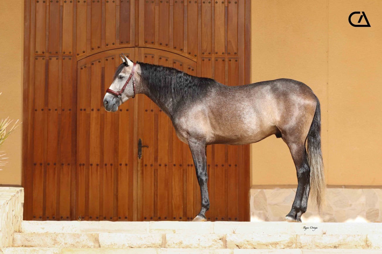PRE schimmelruin Demaria SF x Kabileño, Met stamboom, Ruin, Dressuurpaard, Zadelmak