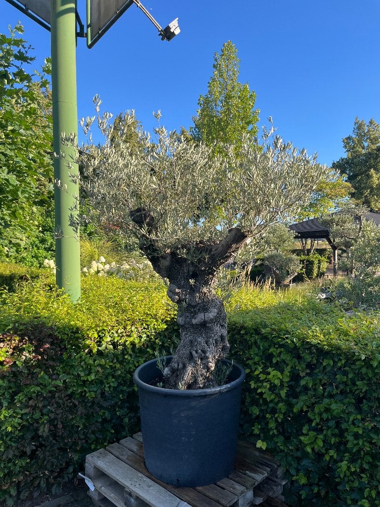 Olijfboom (Olea europaea 'Pata') - mediterrane boom, Volle zon, Bloeit niet, Ophalen of Verzenden, 100 tot 250 cm