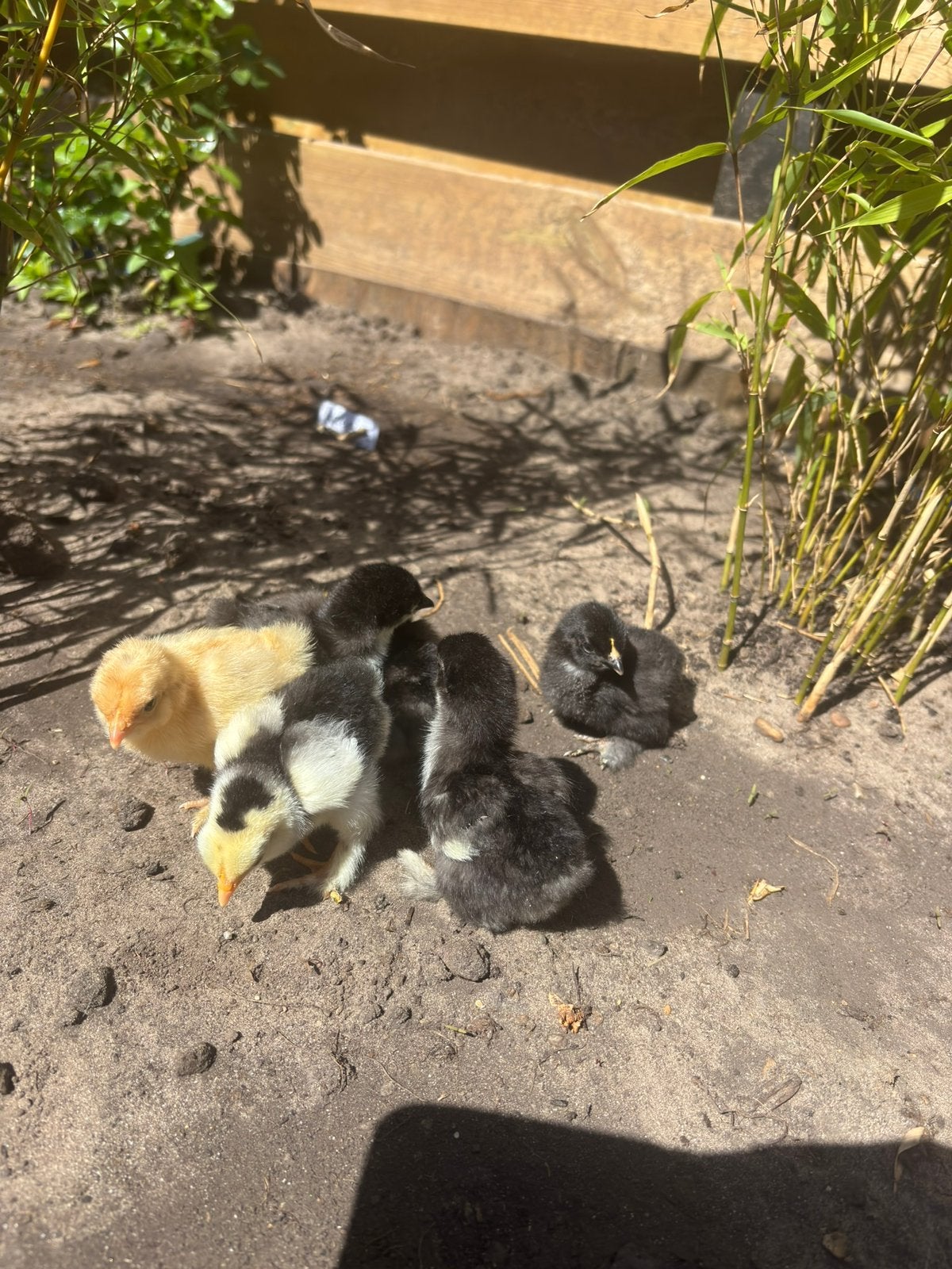 Kuikens cochin kriel, Dieren en Toebehoren, Pluimvee, Kip, Geslacht onbekend