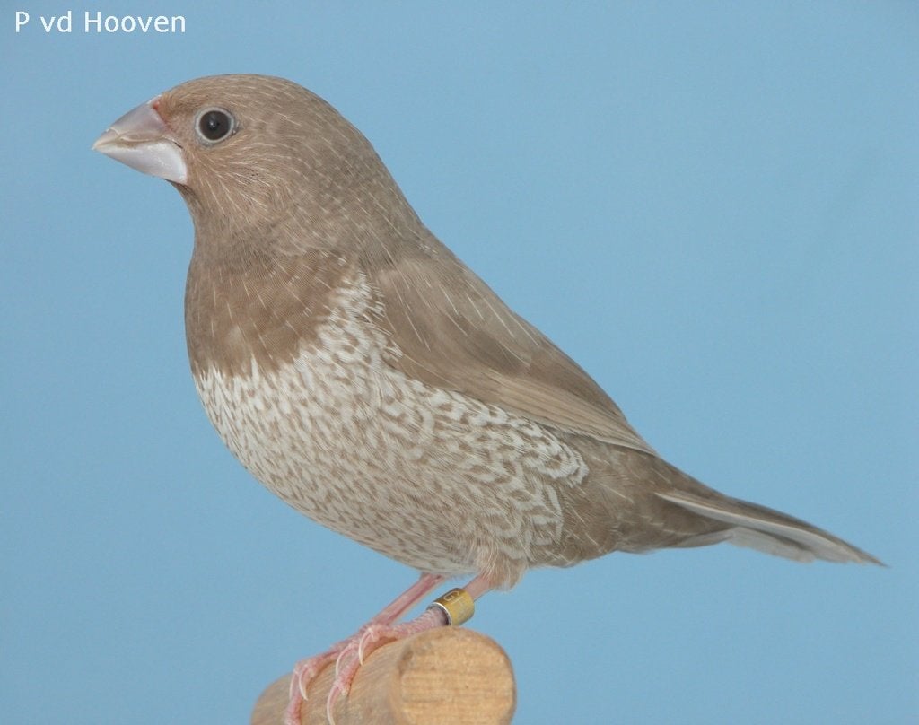 Te koop gevraagd., Meerdere dieren, Tropenvogel, Geringd