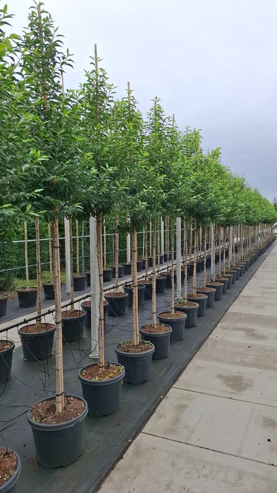 Portugese laurier prunus lusitanica groenblijvende leibomen, Tuin en Terras, Ophalen, Bloeit niet, Halfschaduw, Overige soorten