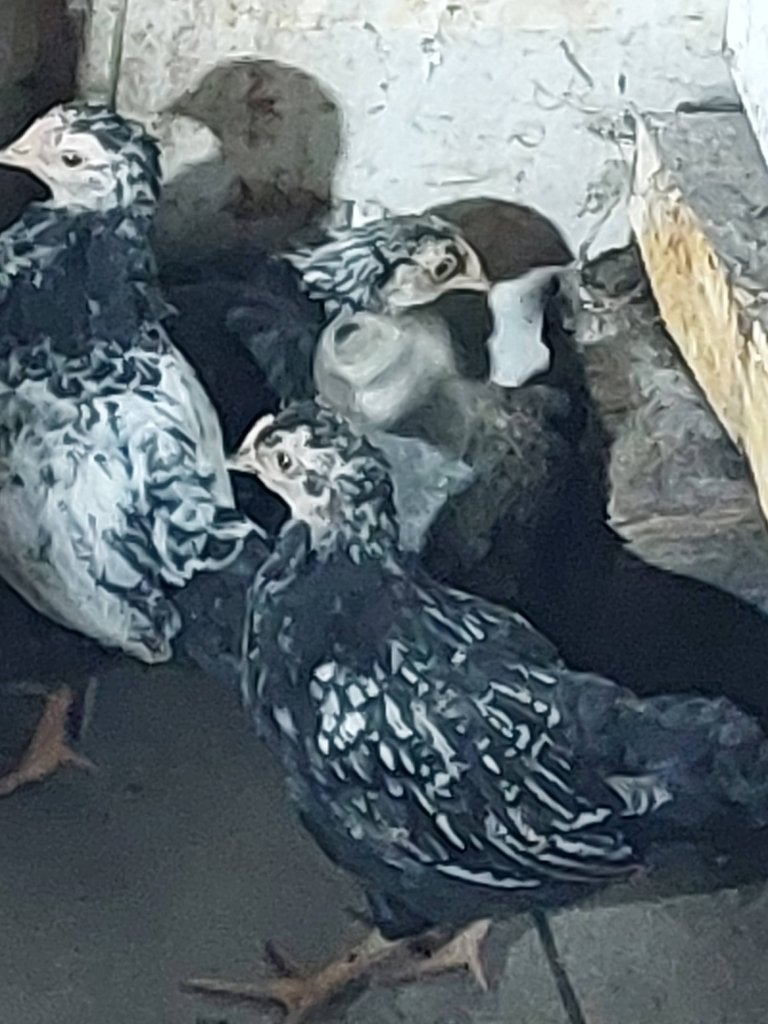 Kuikens 6 weken oud, Geslacht onbekend, Kip