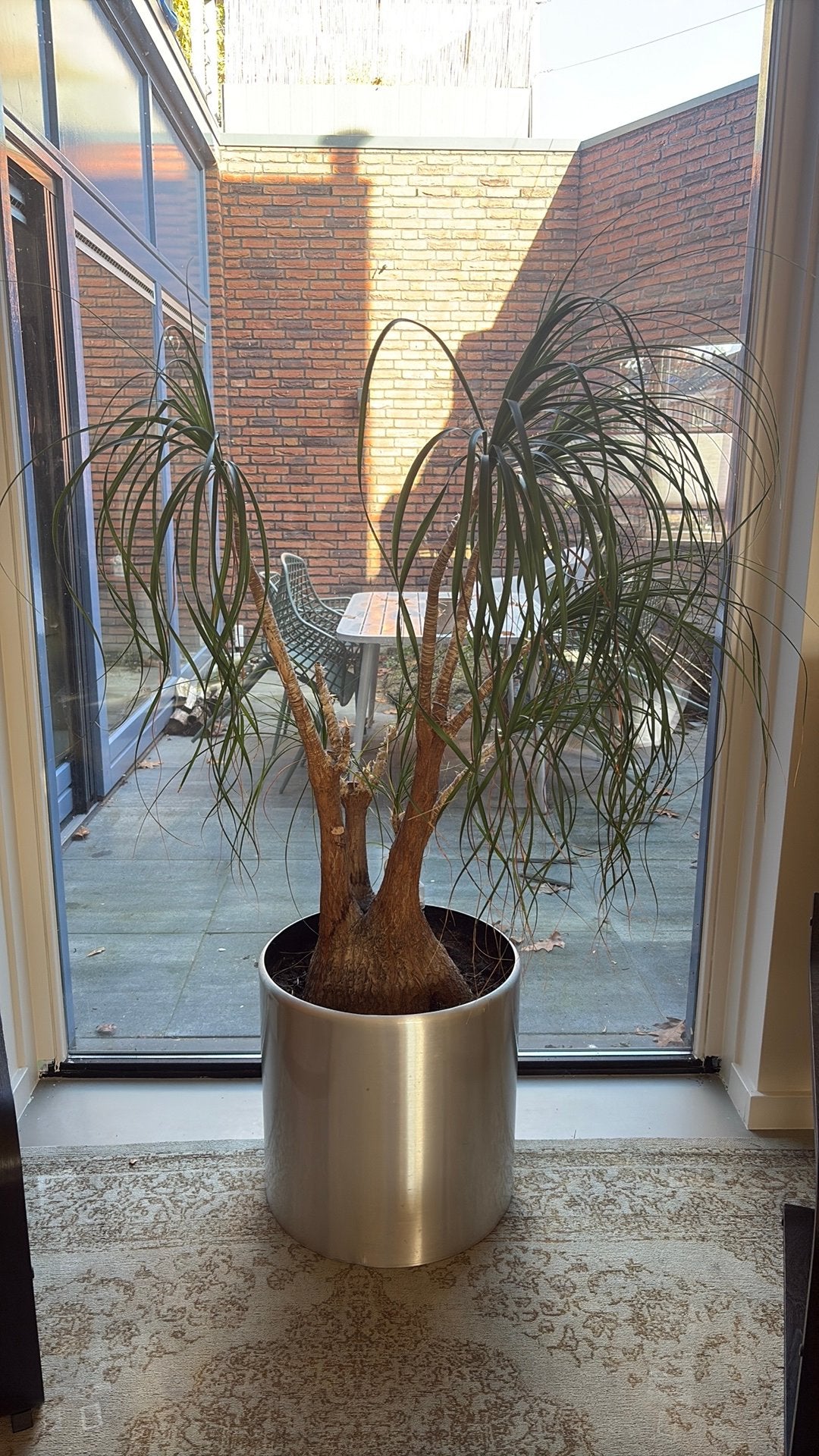 Grote beaucarnea (olifantenpoot), Ophalen, Halfschaduw, Minder dan 100 cm
