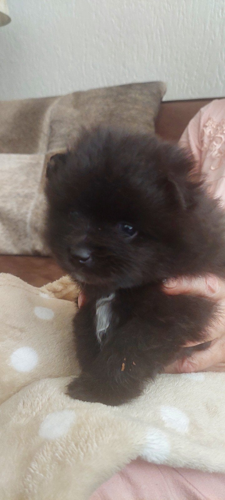  Te koop: Lieve Prachtige Bearface Pomeriaan pup reutje, 8 tot 15 weken, Eén hond, Nederland, Particulier