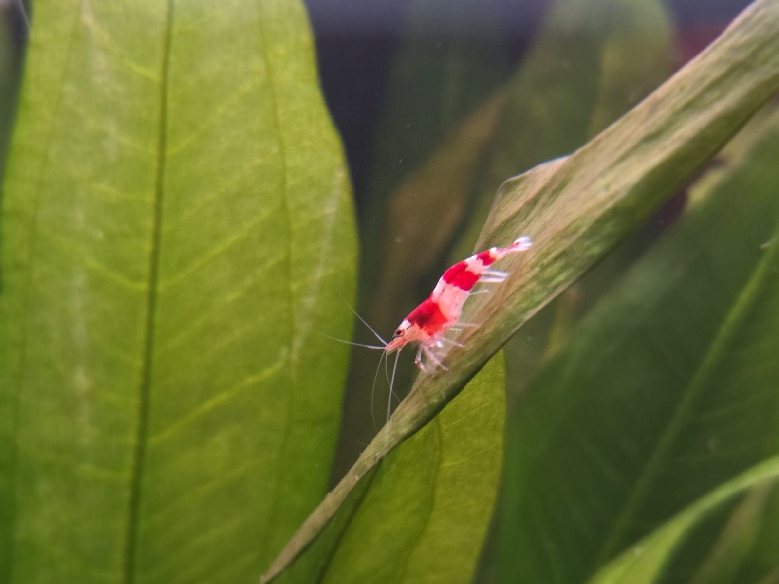 Caridina Crystal Red garnalen, gekweekt op leidingwater, Dieren en Toebehoren, Kreeft, Krab of Garnaal, Zoetwatervis, Schoolvis