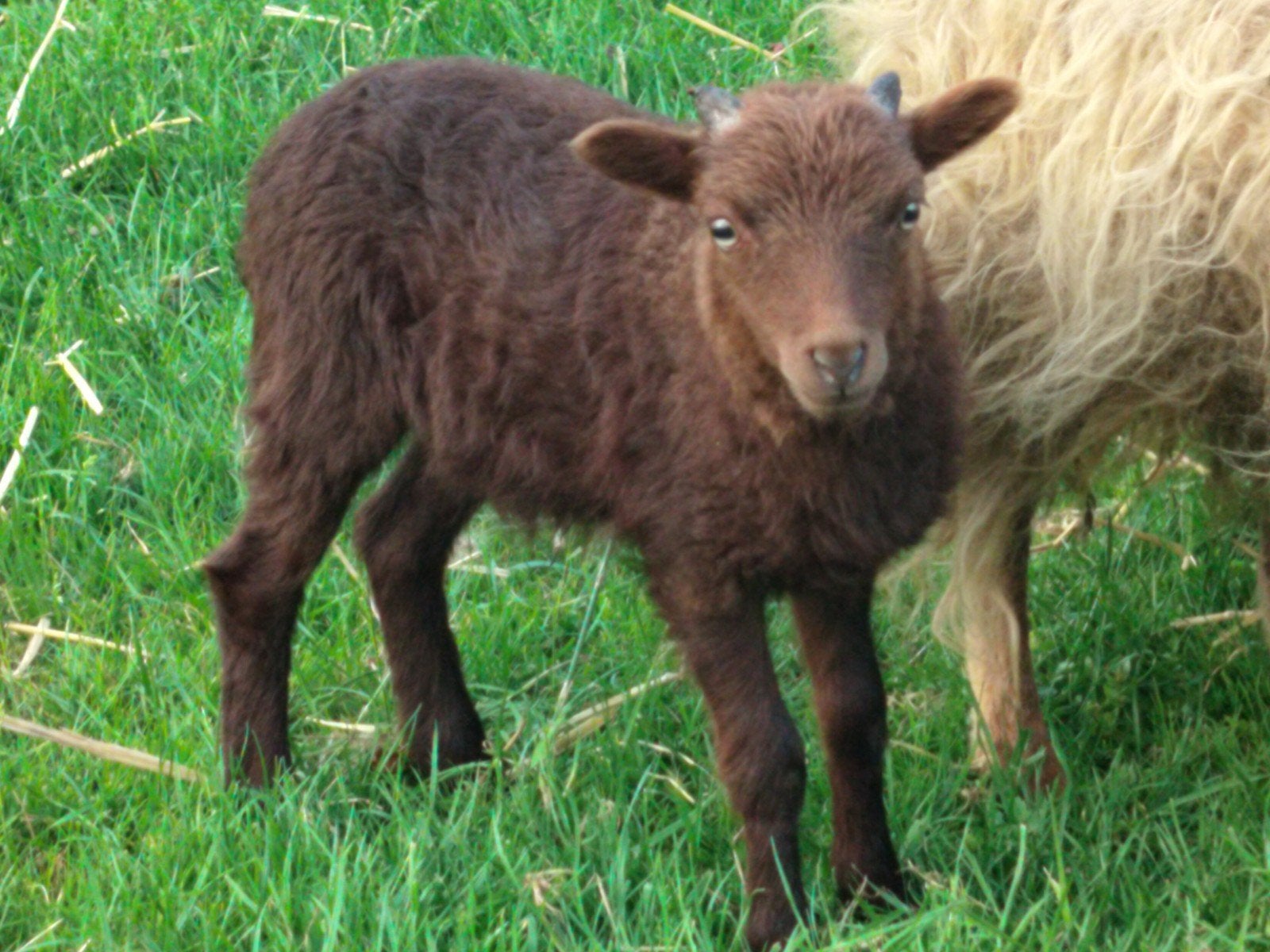 Oussant ramlammeren, Dieren en Toebehoren, Schapen, Geiten en Varkens, Schaap, Meerdere dieren