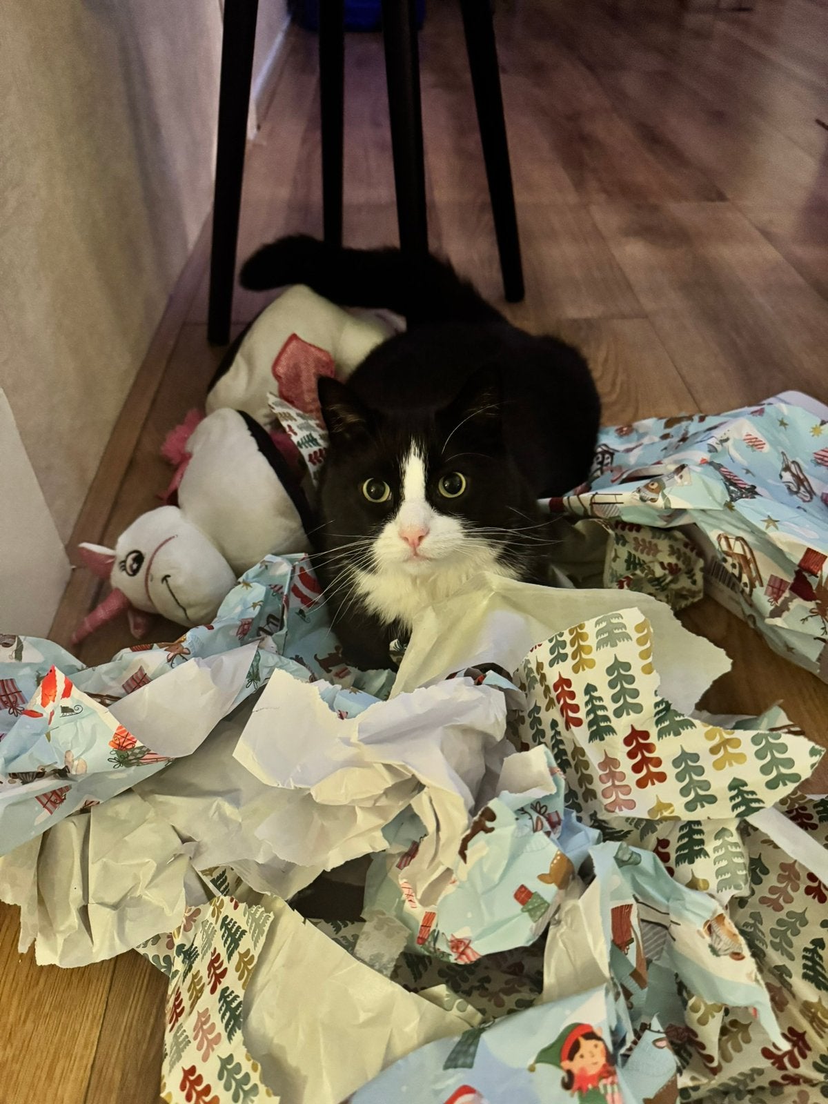 Lieve Poekie zoekt een nieuw lief baasje, Dieren en Toebehoren, Katten en Kittens | Overige Katten, Kater, Kortharig, 3 tot 5 jaar