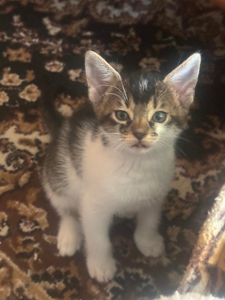 Half Abessijn kittens €450,-, Dieren en Toebehoren, Meerdere dieren, Gechipt, 0 tot 2 jaar