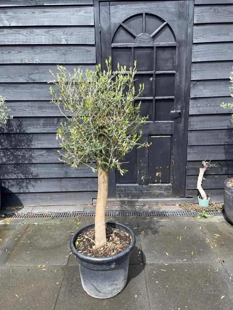 Olijfboom in pot - 160 cm hoog, potmaat 45 cm, Bloeit niet, 100 tot 250 cm, Olijfboom, Ophalen