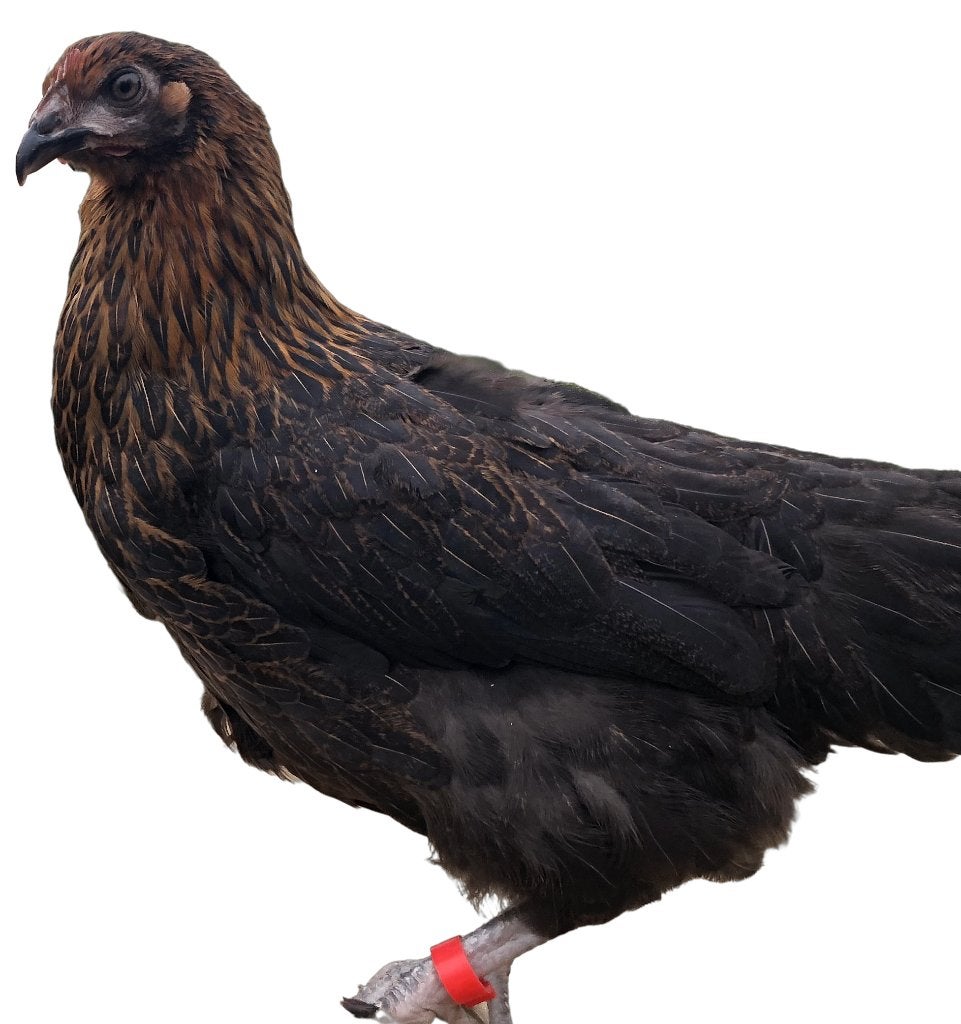 Marans koperzwart kleurslag kippen, Dieren en Toebehoren, Pluimvee, Vrouwelijk, Kip