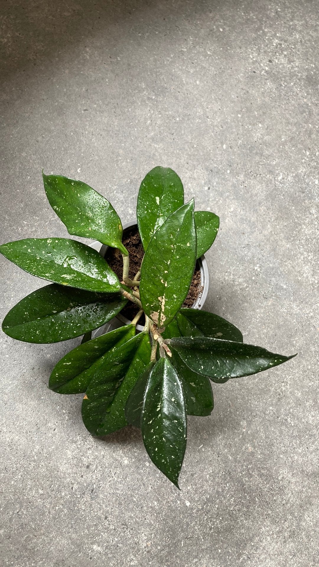 Hoya Carnosa., Huis en Inrichting, Kamerplanten, Ophalen of Verzenden, Halfschaduw, Minder dan 100 cm
