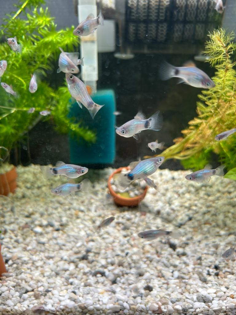 Platy, plaatjes blue, raszuiver, Dieren en Toebehoren, Vis